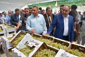 انطلاق فعاليات مهرجان تسويق العنب في محافظة جنين