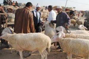 تحديد أسعار الأضاحي في الضفة