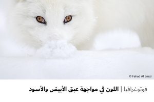 فوتوغرافيا  اللون في مواجهة عبق الأبيض والأسود