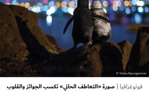 فوتوغرافيا : صورة ” التعاطف الحاني ” تكسب الجوائز والقلوب