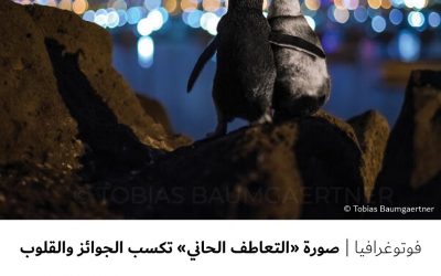 فوتوغرافيا : صورة ” التعاطف الحاني ” تكسب الجوائز والقلوب