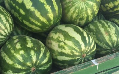 “الزراعة” تؤكد مواصلة منع استيراد البطيخ حماية للمنتج المحلي