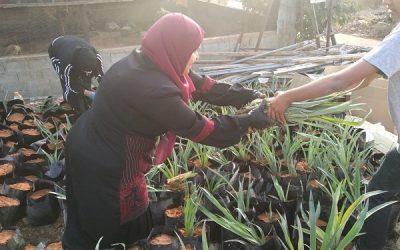 زراعة الأناناس في فلسطين.. مبادرات لم ترق للمستوى التجاري