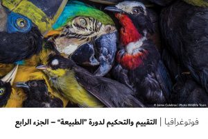 فوتوغرافيا : التقييم والتحكيم لدورة “الطبيعة” – الجزء الرابع