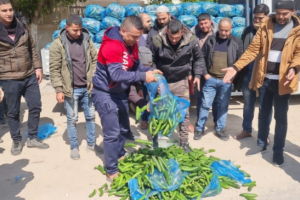 مزارعون من غزة يتلفون مزروعاتهم بعد منع “حماس” تصديرها