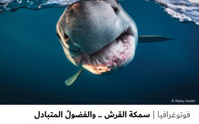 فوتوغرافيا : سمكة القرش .. والفضولُ المتبادل