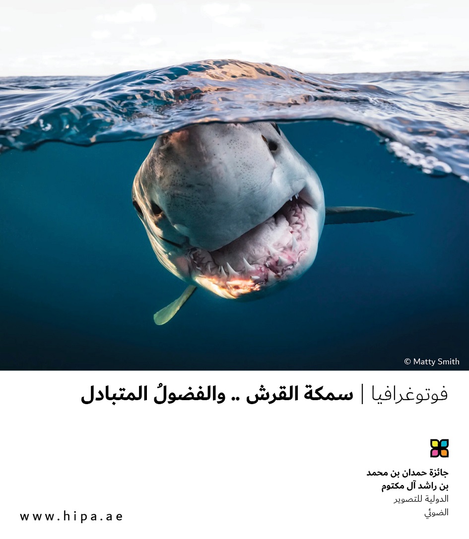 You are currently viewing فوتوغرافيا : سمكة القرش .. والفضولُ المتبادل