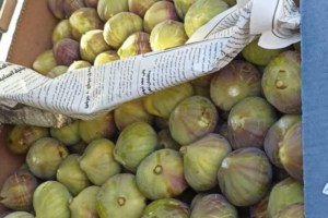 مزارعو التين يستبشرون بموسم جيد