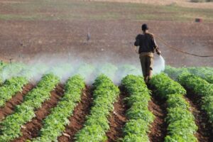 مؤشرات حول استخدام مبيدات زراعية “خطرة” في طوباس