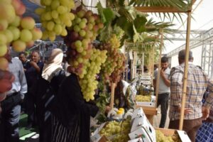 عنب الخليل.. إرث زراعي يقاوم الاستيطان