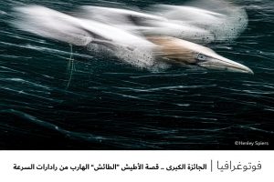 فوتوغرافيا : الجائزة الكبرى .. قصة الأطيش “الطائش” الهارب من رادارات السرعة