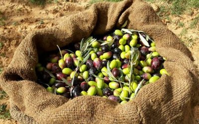 “الزراعة” توصي بضرورة الالتزام بالموعد المحدد لقطف الزيتون