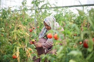 في اليوم العالمي للمرأة الريفية.. الفلسطينيات يشحذن الهمم ويتحدين الصعاب