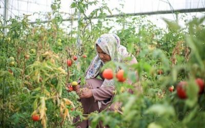 في اليوم العالمي للمرأة الريفية.. الفلسطينيات يشحذن الهمم ويتحدين الصعاب