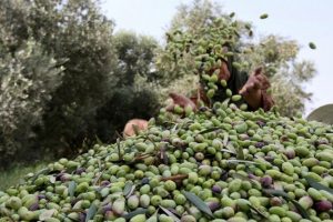 سمعة زيت الزيتون الفلسطيني خط أحمر
