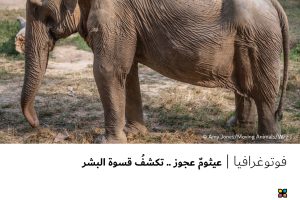 فوتوغرافيا : عيثومٌ عجوز .. تكشفُ قسوة البشر