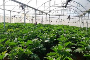 محمود المصري.. إعادة تأهيل الدفيئات الزراعية طريق إلى استعادة الدورة الإنتاجية