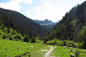 دراسة: المعدل المتسارع لفقدان الغابات الجبلية حول العالم يهدد مواقع حيوية للتنوع البيولوجي