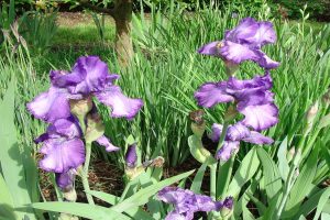 مع بداية موسها.. “محميات فلسطين” تدعو للحفاظ على “سوسن فقوعة”