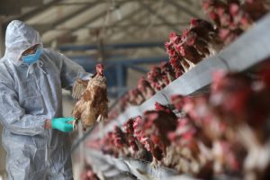 خبراء يحذرون: إنفلونزا الطيور فيروس سريع التطور