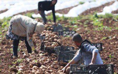 الإغاثة الزراعية تعزز صمود صغار مزارعي البطاطا