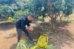 مانجا قلقيلية”.. قاهرة الجدار!