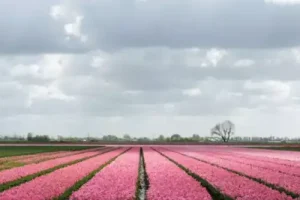 تغير المناخ والبريكست يهددان أزهار التوليب