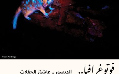 فوتوغرافيا : الديصور .. عاشق الحفلات