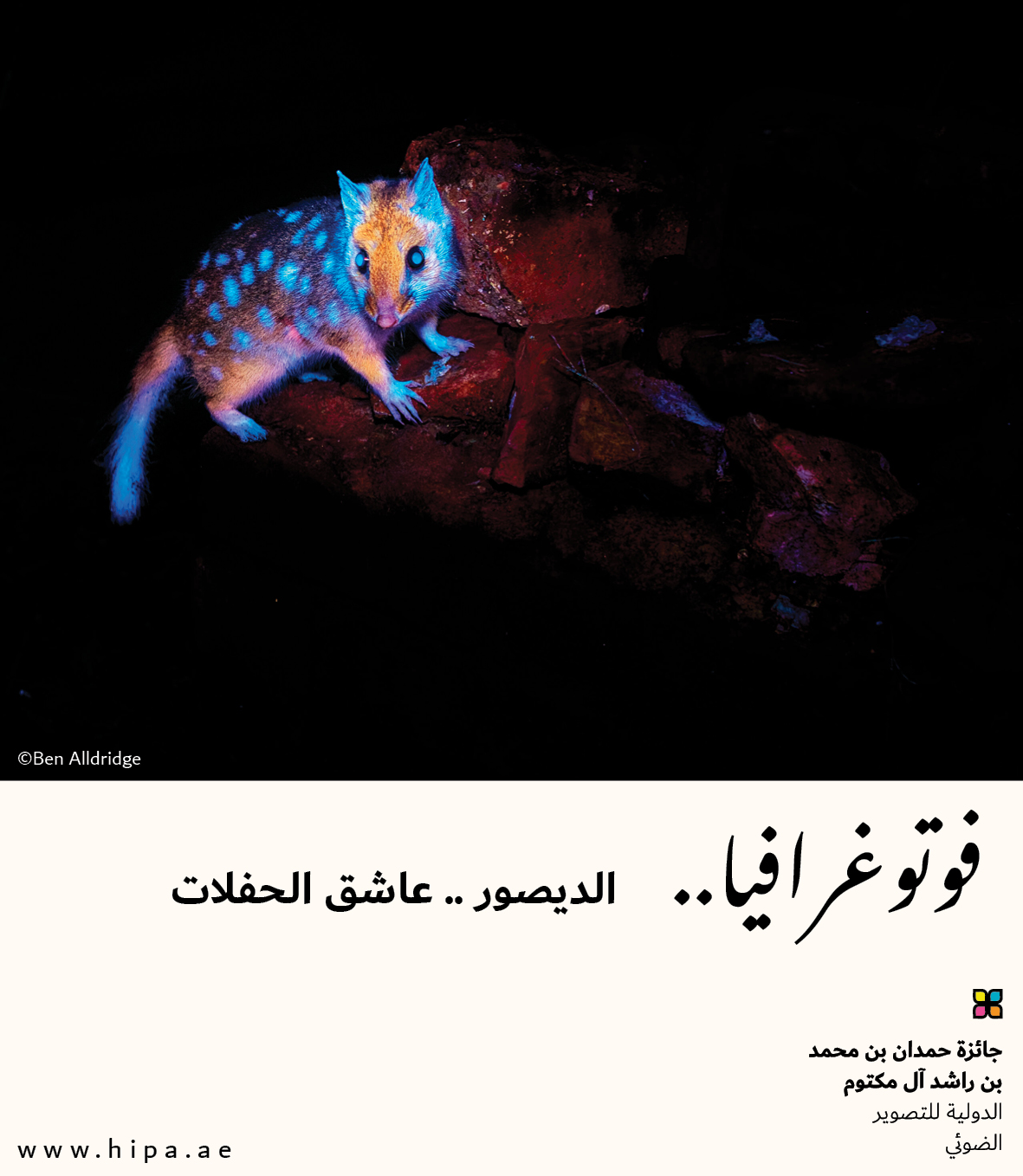 You are currently viewing فوتوغرافيا : الديصور .. عاشق الحفلات