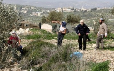 نصفها مرتبط بموسم الزيتون: “أوتشا” توثق 71 هجوما للمستعمرين في الضفة خلال أسبوع