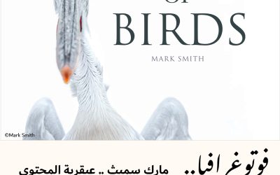 فوتوغرافيا : مارك سميث .. عبقرية المحتوى