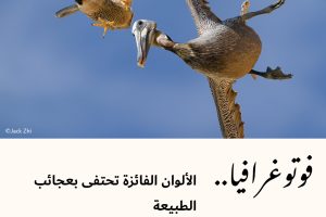 فوتوغرافيا : الألوان الفائزة تحتفى بعجائب الطبيعة