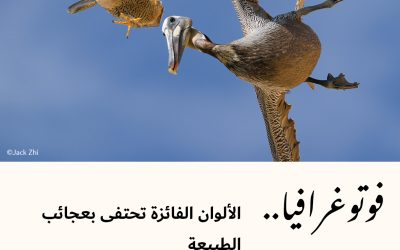 فوتوغرافيا : الألوان الفائزة تحتفى بعجائب الطبيعة