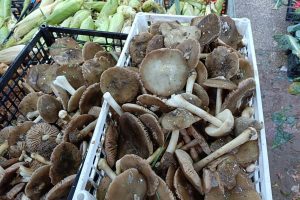 «الفُقع» .. ذهب جنين الأبيض