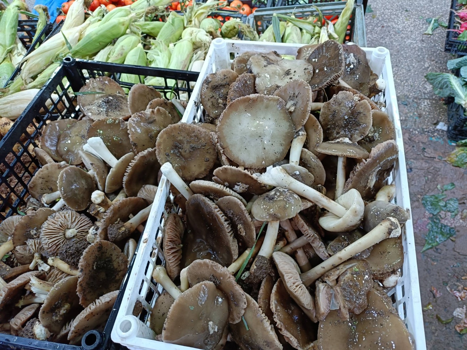 You are currently viewing <strong>«الفُقع» .. ذهب جنين الأبيض</strong>