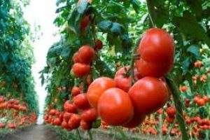 “حرب” باردة متوقعة في حقول جنين..