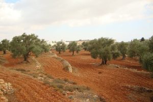 الاحتلال يصدر قرارا عسكريًا لإزالة أشجار في كفر مالك شرق رام الله