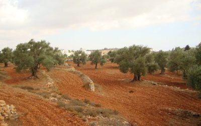 الاحتلال يصدر قرارا عسكريًا لإزالة أشجار في كفر مالك شرق رام الله