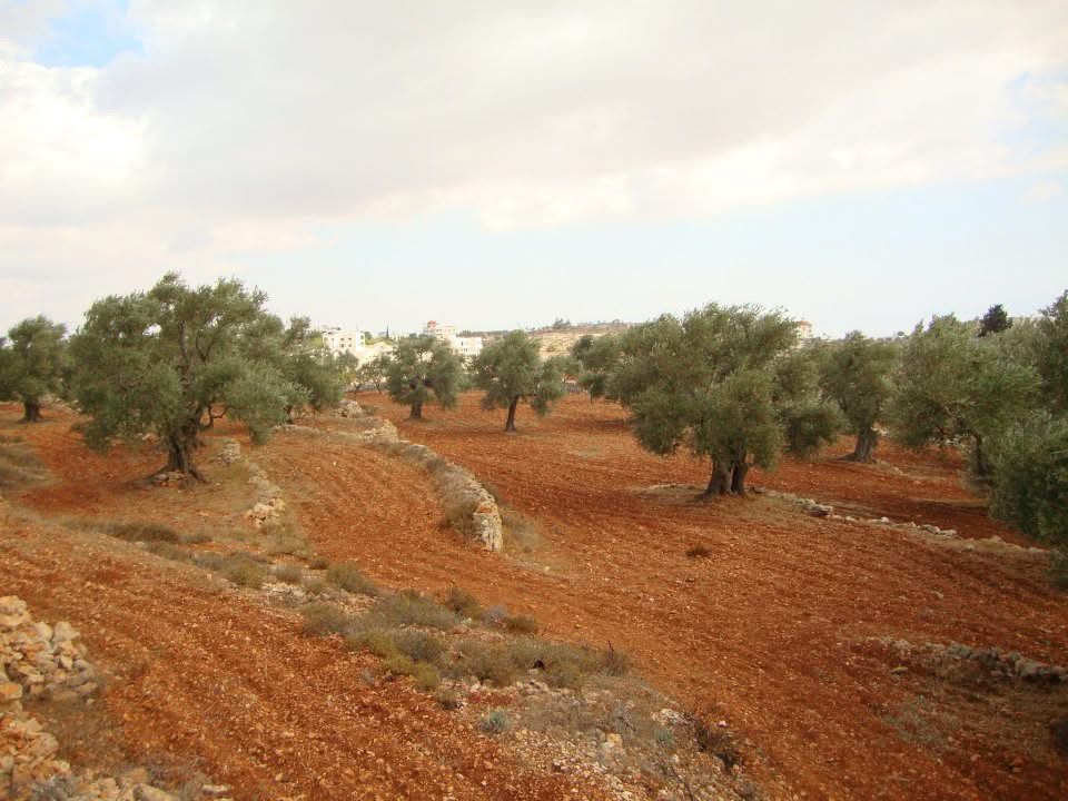 You are currently viewing <strong>الاحتلال يصدر قرارا عسكريًا لإزالة أشجار في كفر مالك شرق رام الله</strong>