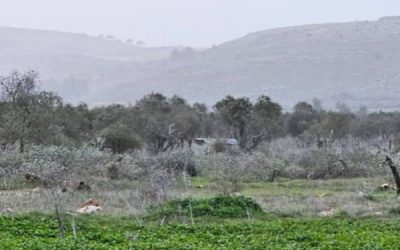 مستعمرون يقتلعون نحو 300 شجرة زيتون في سهل ترمسعيا شمال رام الله