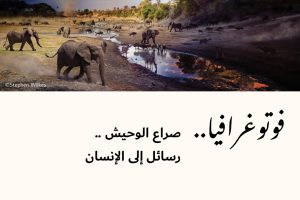 فوتوغرافيا : صراع الوحيش .. رسائل إلى الإنسان