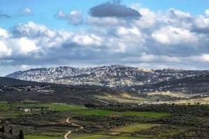 سهل رامين تحت التهديد: إخطار باقتلاع مئات أشجار الزيتون لتوسعة طريق استيطاني شرق طولكرم