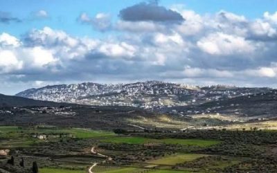 سهل رامين تحت التهديد: إخطار باقتلاع مئات أشجار الزيتون لتوسعة طريق استيطاني شرق طولكرم