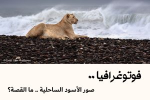 فوتوغرافيا : صور الأسود الساحلية .. ما القصة؟