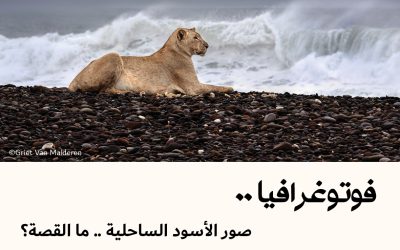 فوتوغرافيا : صور الأسود الساحلية .. ما القصة؟