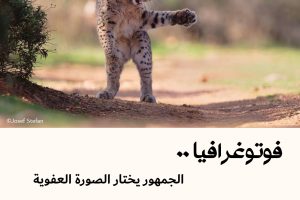 فوتوغرافيا : الجمهور يختار الصورة العفوية