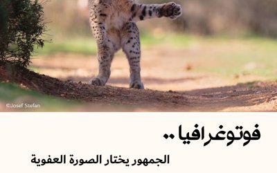 فوتوغرافيا : الجمهور يختار الصورة العفوية