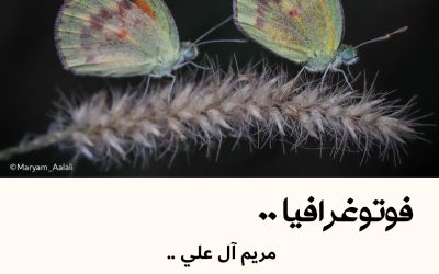 فوتوغرافيا : مريم آل علي .. الكائنات الصغيرة هي الأجمل