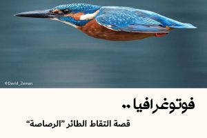 فوتوغرافيا : قصة التقاط الطائر “الرصاصة”