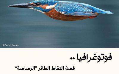 فوتوغرافيا : قصة التقاط الطائر “الرصاصة”